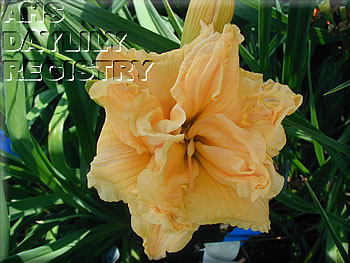 Daylily Hand Over Fist