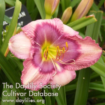 Daylily Handsome Dylan