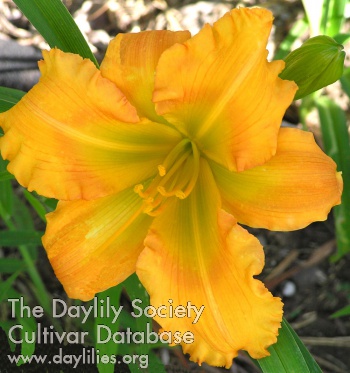 Daylily Handsome Ross Carter