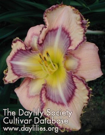 Daylily Handwriting on the Wall