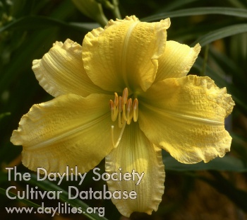 Daylily Happiness Is