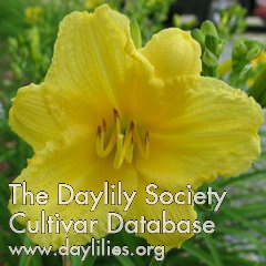 Daylily Happy Returns