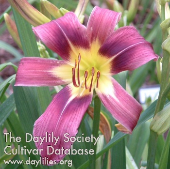 Daylily Harbor Blue