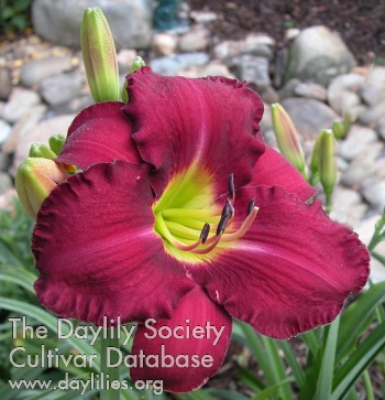 Daylily Hawaiian Nights