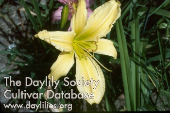 Daylily Hawk