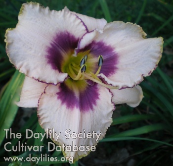 Daylily Heady Wine