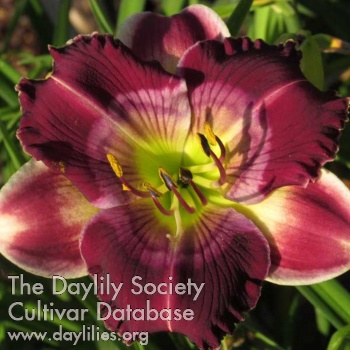 Daylily Hear His Voice