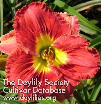 Daylily Heart of Life