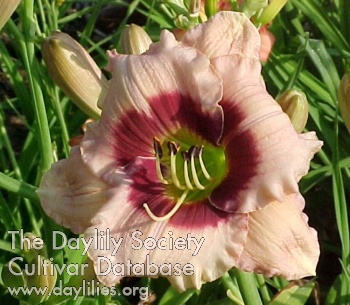 Daylily Heart of Darkness