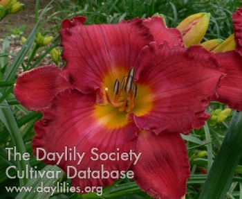 Daylily Heart of the Mountains