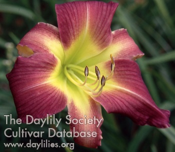 Daylily Heaven Sent