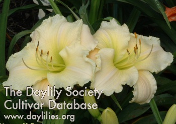 Daylily Heaven All Day