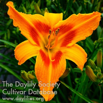 Daylily Heavenly Orange Scorcher