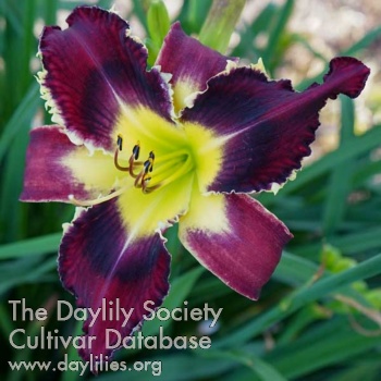 Daylily Heavenly Grave Digger