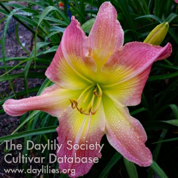 Daylily Heavenly Lasting Love