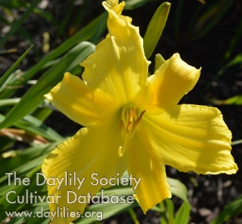 Daylily Heavenly Promise