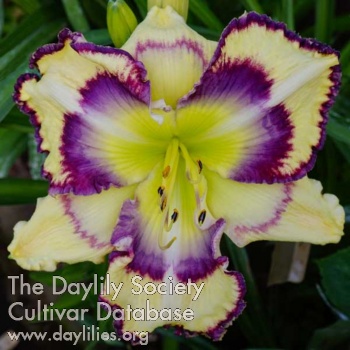 Daylily Heavenly Regal Renegade