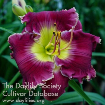 Daylily Heavenly Time for Romance