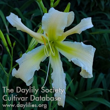 Daylily Heavenly Dancing Angels