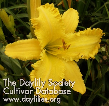 Daylily Heavenly Danger Zone