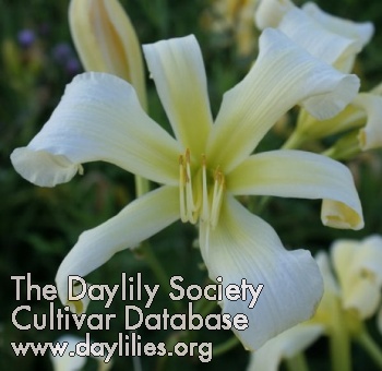 Daylily Heavenly Ghostrider