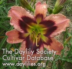 Daylily Heavenly Ginger Snap