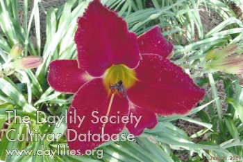 Daylily Heaven's Calliopsis