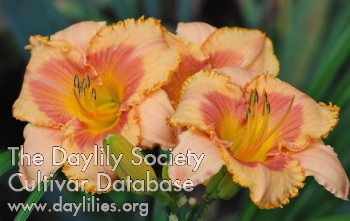Daylily Helen Isabelle