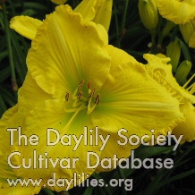 Daylily Hello Yellow