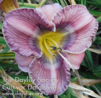 Daylily Helped by Hidden Hands