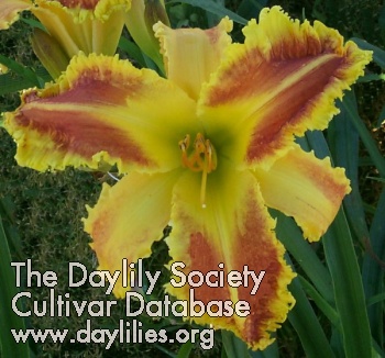 Daylily Heman