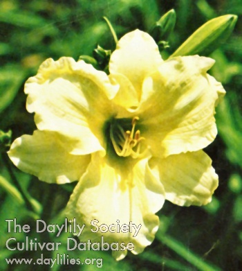 Daylily Herald of Peace
