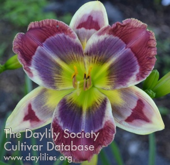 Daylily Here's to You Bill Robinson