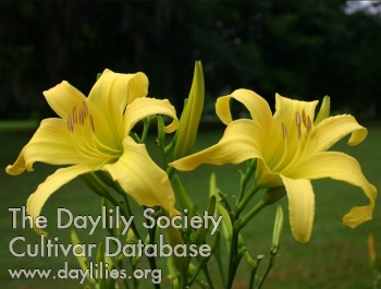 Daylily Hesperus