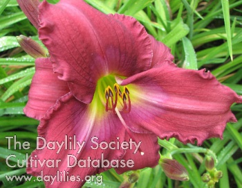 Daylily Hidden Strength