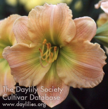 Daylily High Profile