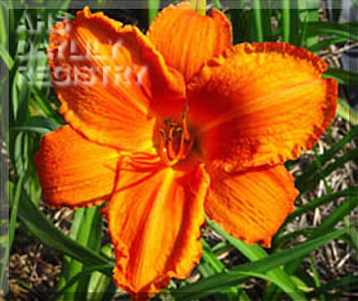 Daylily Higher and Fire