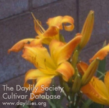 Daylily Highland French Revolution