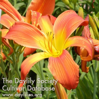 Daylily Hightower