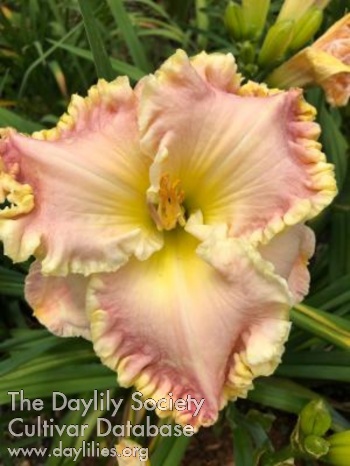 Daylily Hill Hollow Pink Moon