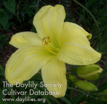Daylily Historic Columbia