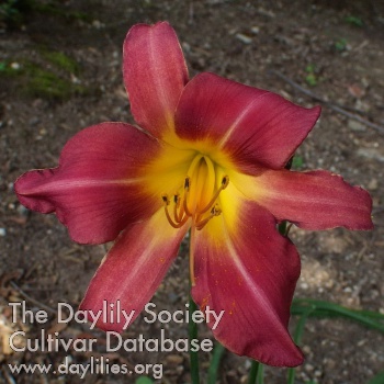 Daylily Hitey Tidey