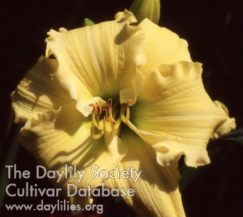 Daylily Hodit
