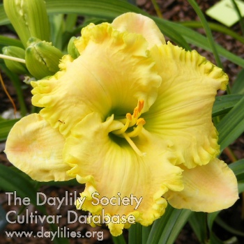 Daylily Holy Guacamole