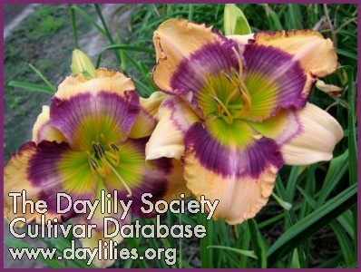 Daylily Home Run King