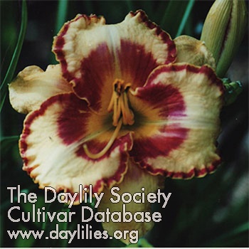 Daylily Homeplace Bull's Eye