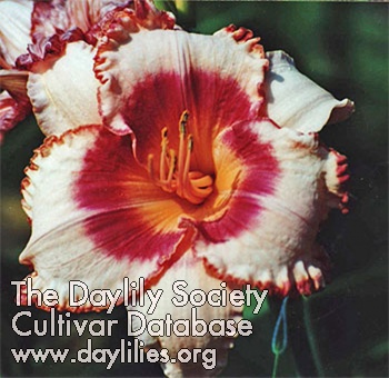 Daylily Homeplace Honor