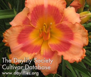 Daylily Homeplace Cherry Face