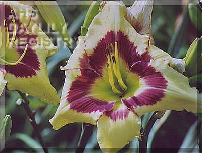 Daylily Homeplace Showtime