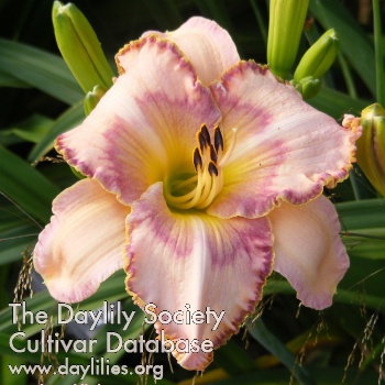 Daylily Homeplace Visionary